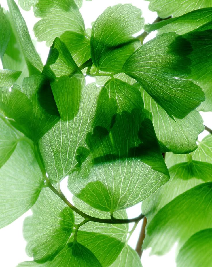 5-Day Gut Cleanse & Reset